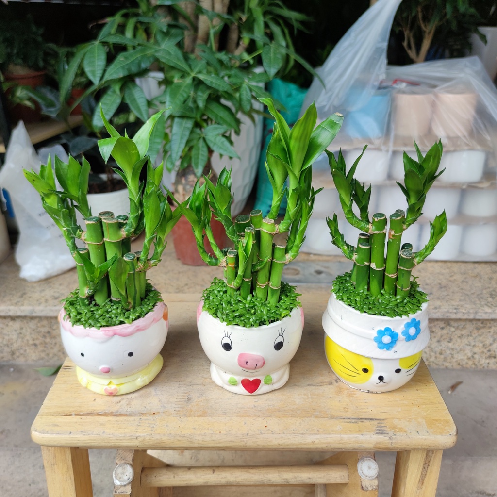 Combo 3 cây mini để bàn cực xinh , cây trúc phú quý ,cây lưỡi hổ ,cây bàn (chậu nền cỏ ngẫu nhiên)