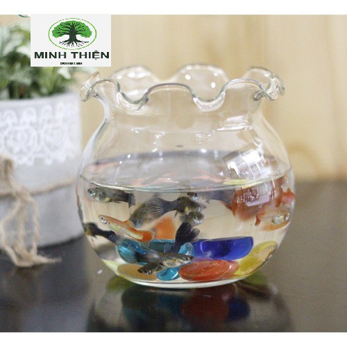 Bể cá thuỷ tinh để bàn 16cm x 17cm(B11)