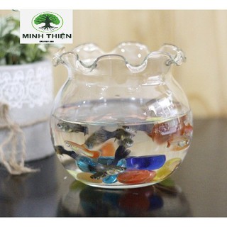 Bể cá thuỷ tinh để bàn 16cm x 17cm(B11)