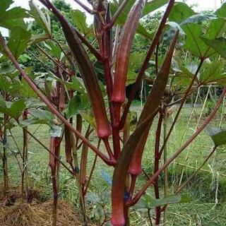 HẠT GIỐNG ĐẬU BẮP ĐỎ THÁI LAN