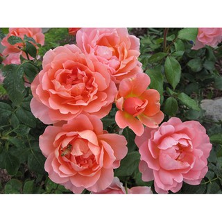 Cây giống hồng Sweet Fragrance size chậu C9 - Trang Flower