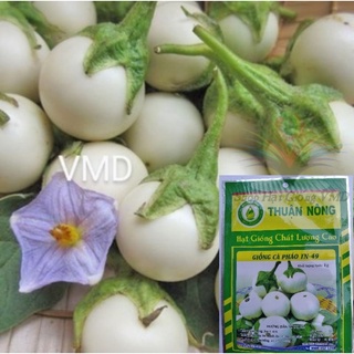 Hạt giống Cà Pháo Trắng