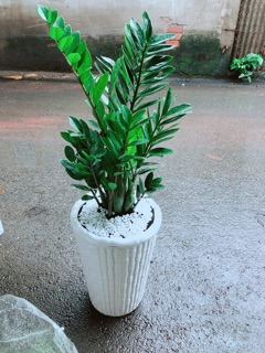 Chậu Kim Tiền Size Đại