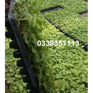 Cây giống hoa đồng tiền-100 cây