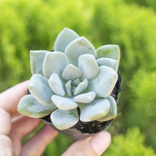 Sen đá đá xanh 5-7cm - Vườn sen đá
