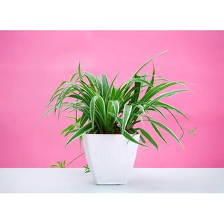 Cỏ lan chi/ mẫu tử/ dây nhện
