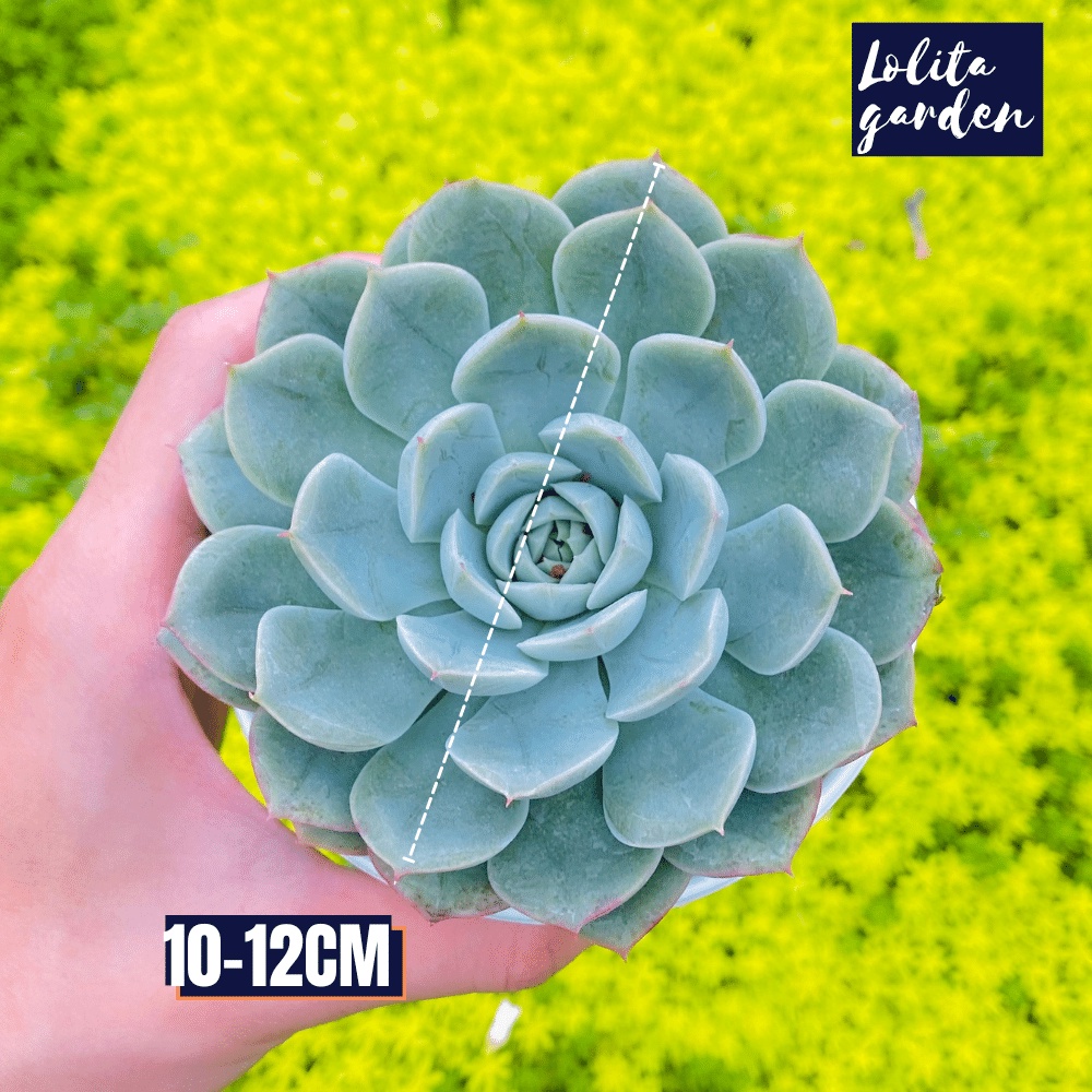 Sen đá liên đài trắng Đà Lạt size trung bình cây cảnh trang trí nhà cửa Lolita garden