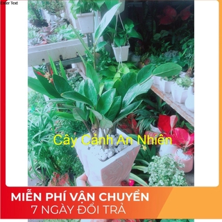 Chậu cây kim tiền thái