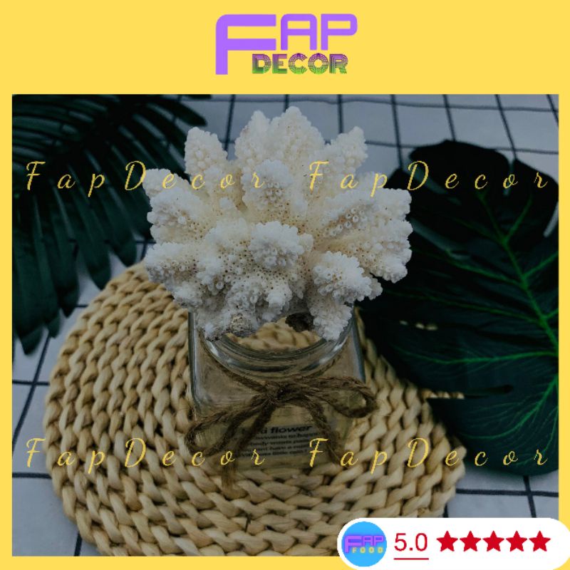 Bộng Rạn San Hô Mini Nhánh Lùn Dể Thương Trang Trí Hồ Thủy Sinh, Decor Phòng Để Bàn Làm Việc - FapFood