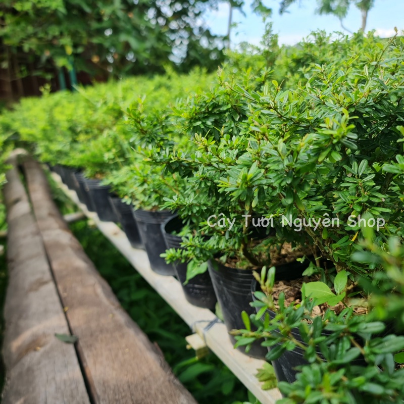 CÂY LINH SAM 86 HOA TÍM NHỎ  ,, cây cảnh trồng sân vườn, làm bonsai tiểu cảnh, dễ trồng GIÁ RẺ