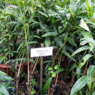 Chậu cây xoài tứ quý
