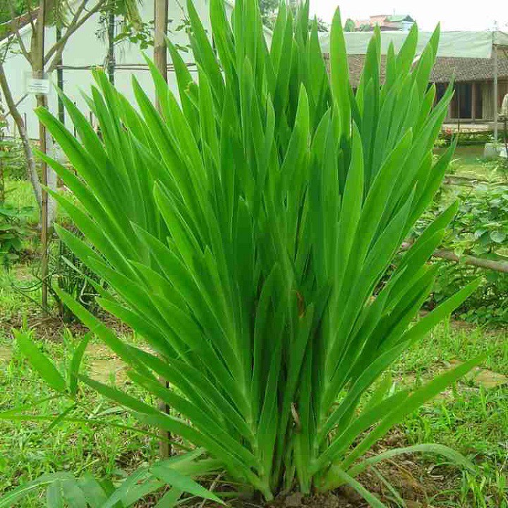 Cây giống xạ can - hỗ trợ điều trị ho, viêm phế quản