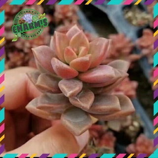 [SIÊU XỊN] Sen Đá Đá Nâu màu quá đẹp  ( DỄ TRỒNG, ĐÃ THUẦN KHÍ HẬU )