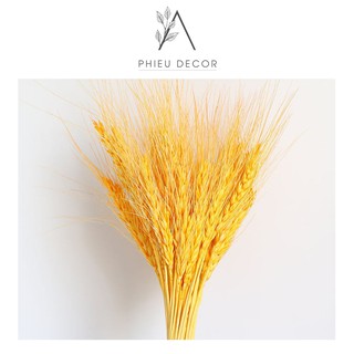 🌸Lúa Mạch Khô Decor Vintage🌸