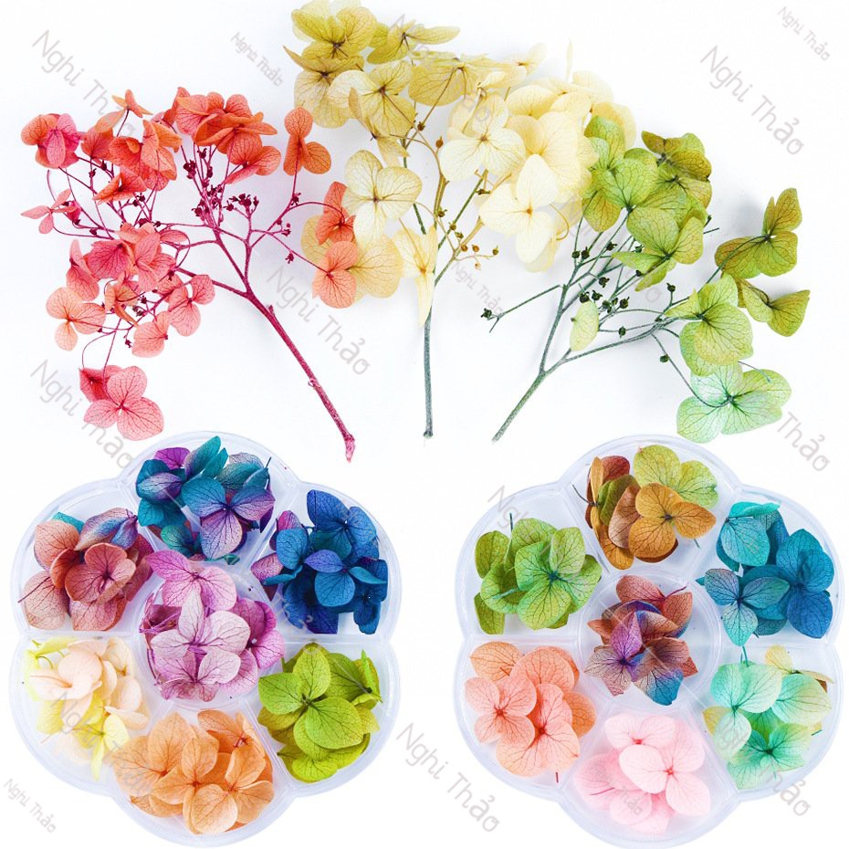 Hoa khô nail trang trí móng tay 7 màu