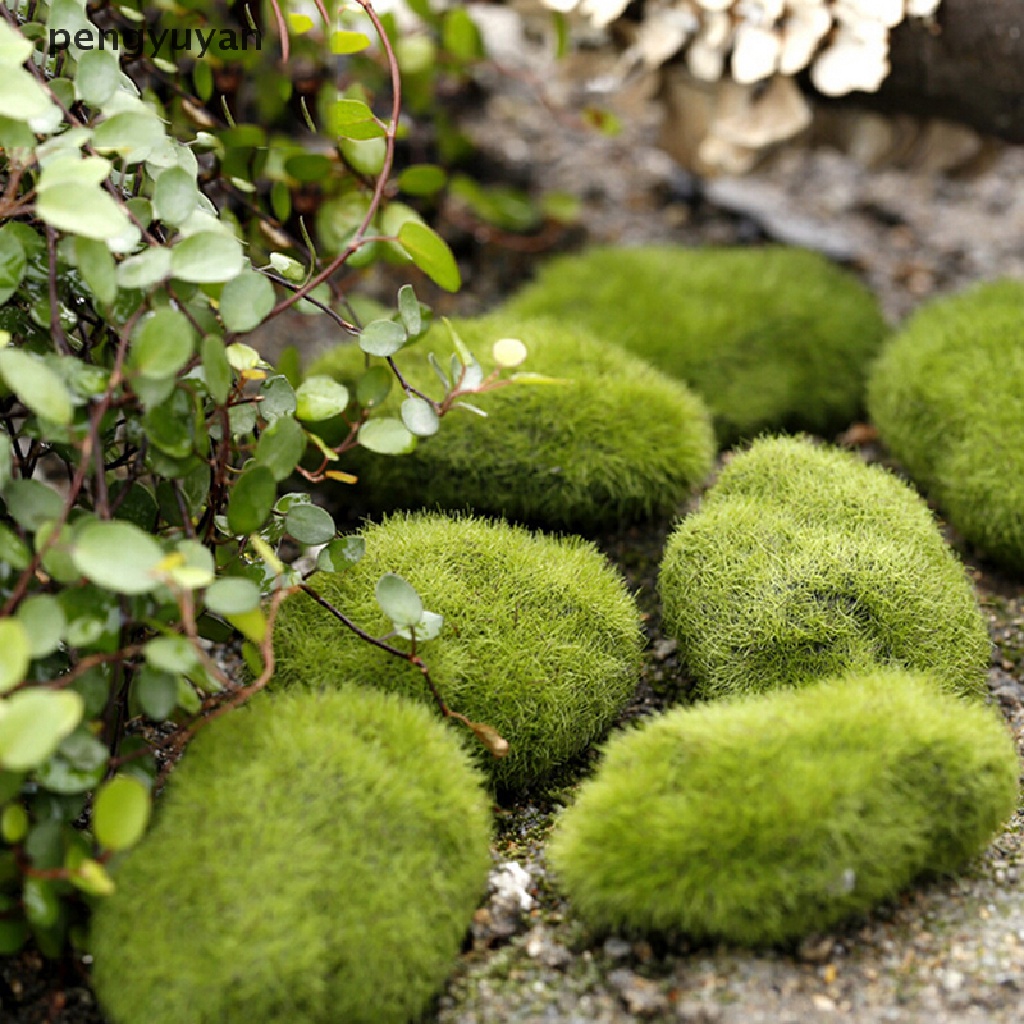 [pengyuyan] Đá Cỏ Marimo Mini Trang Trí Vườn Thần Tiên Terrarium [Mới]