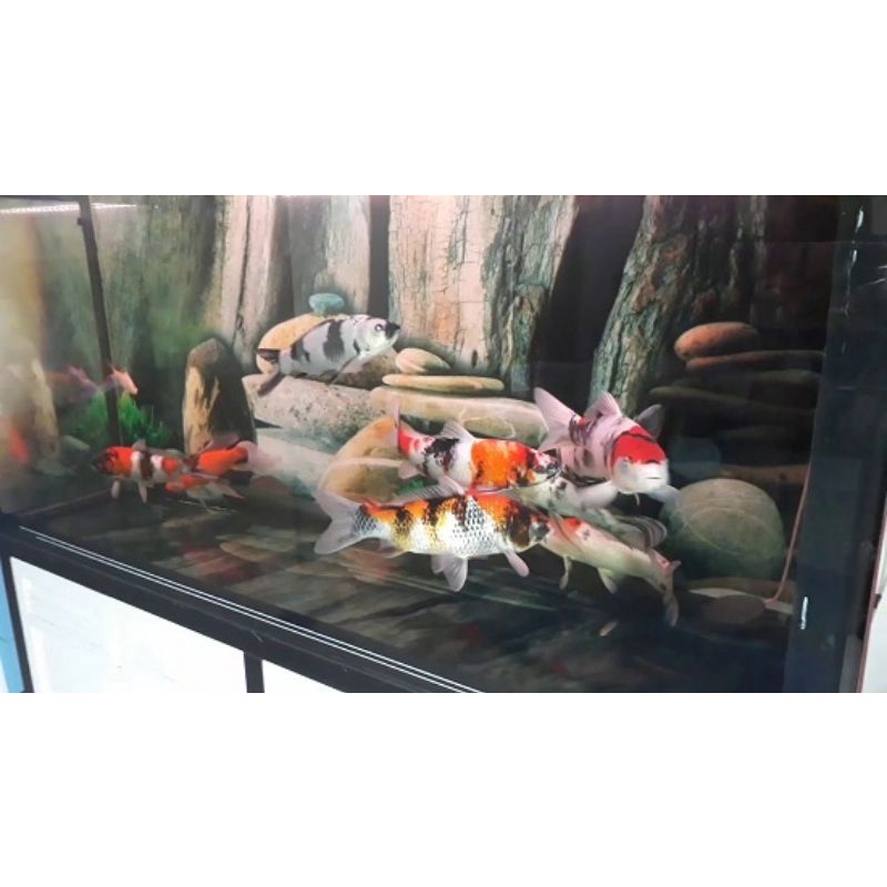 Vi sinh làm trong nước, sạch nước bể cá