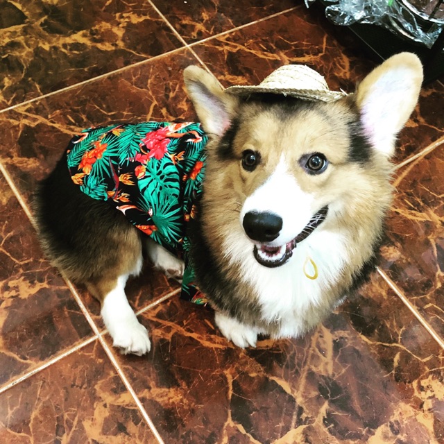 Áo các loại theo khách chọn