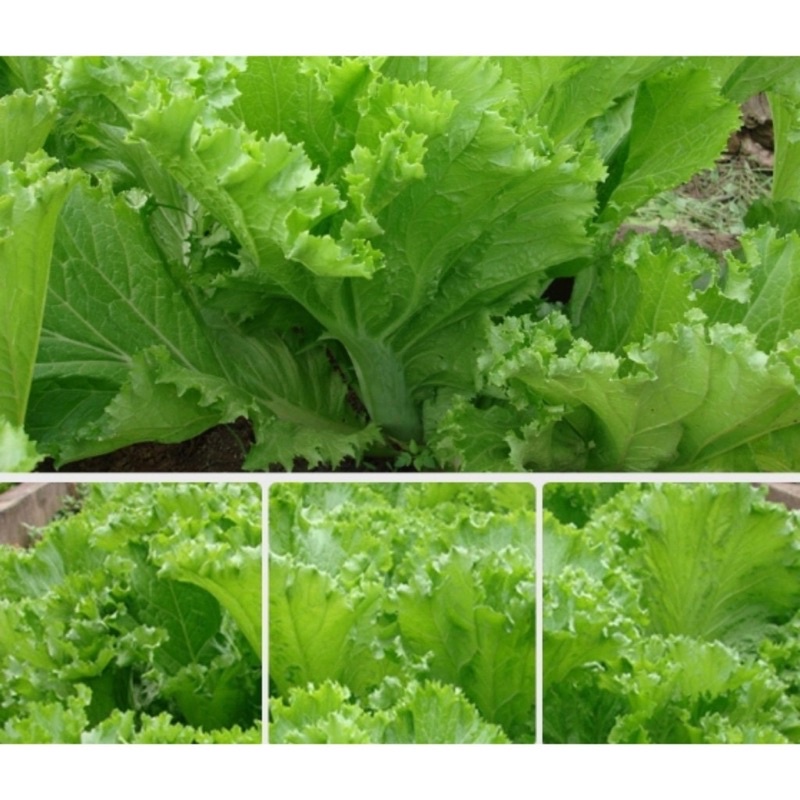 Hạt giống cải bẹ mào gà, Hạt giống chuẩn tỉ lệ nảy mầm cao