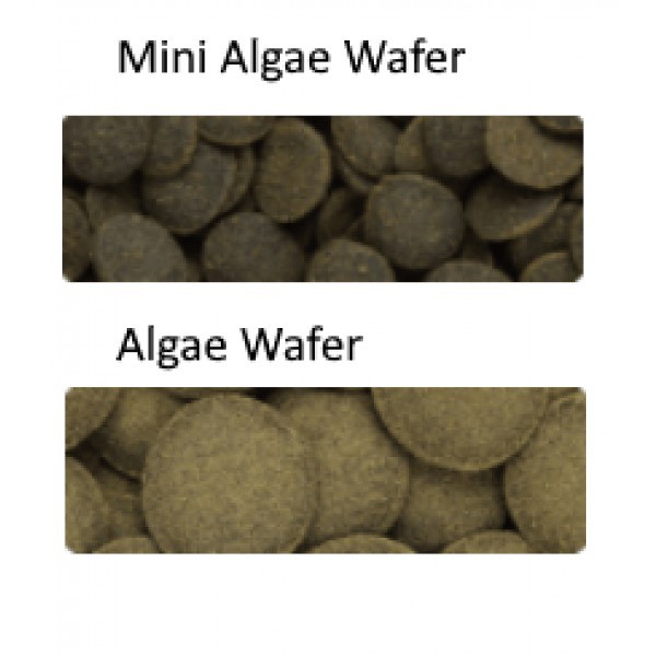 Thức ăn cho cá Pleco Hikari Tropical Algae Wafers