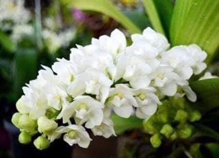 Ngọc điểm Thái đủ màu
