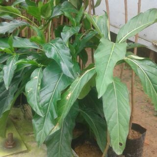 Combo 4 cây nhàu giống