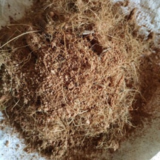 Mụn sơ dừa đã qua xử lý