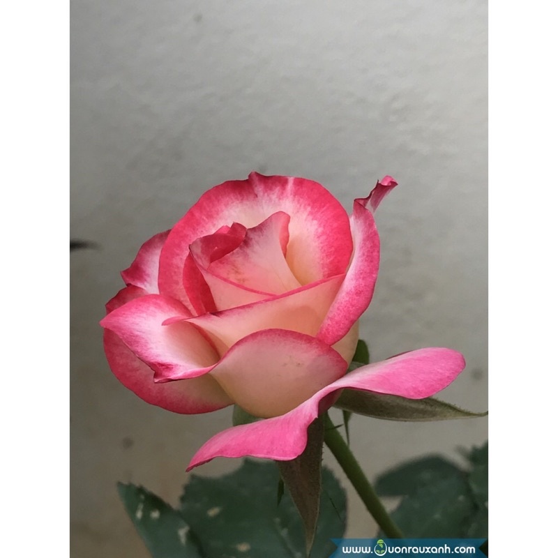 Cây hoa hồng Sếu Đầu Đỏ trưởng thành cao 60 cm  - Đã có hoa và nụ