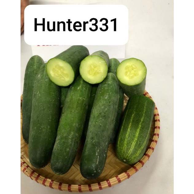 Hạt Giống Dưa Leo Hunter 331 quả xanh,kháng virut