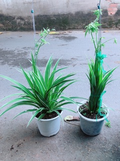 Cặp Cây Dây Nhện