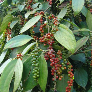 100g/500g Tiêu Sọ Hạt ( Tiêu Trắng )
