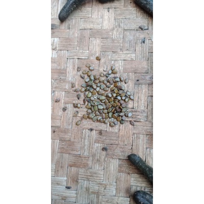 100 hạt giống hoa Mai Phật sơn.