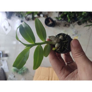 Hoa lan phi điệp 5 cánh trắng mắt đỏ