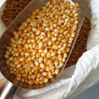 NGÔ MỸ nổ bắp rang bơ
