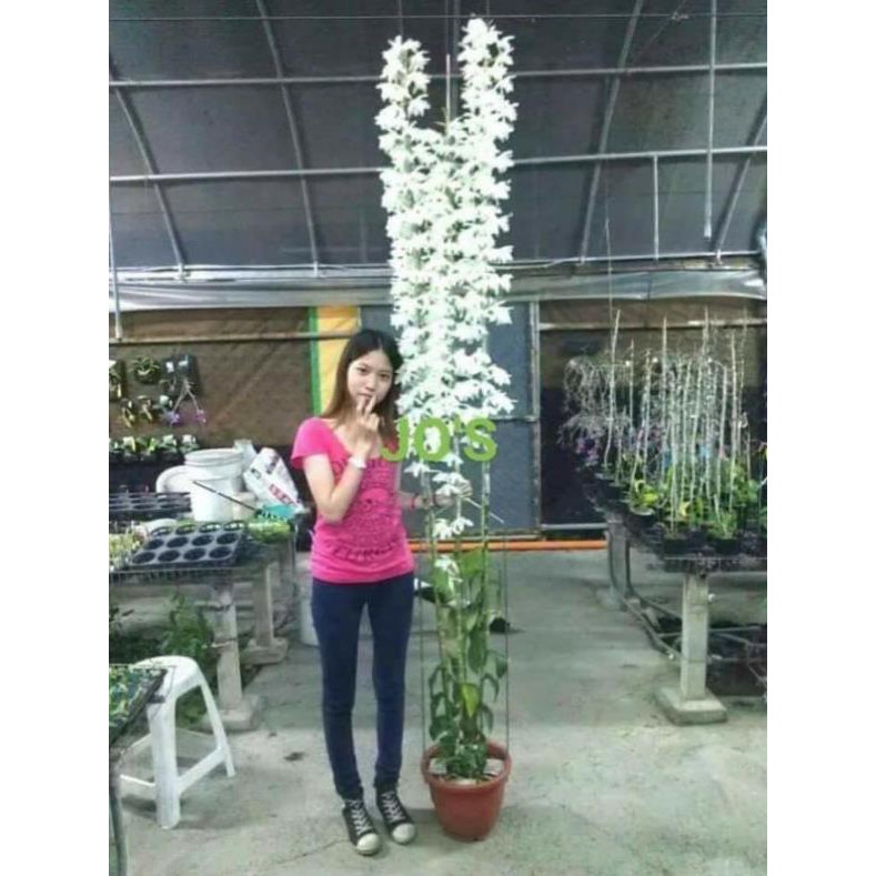 Hoa phong lan- đại bạch long