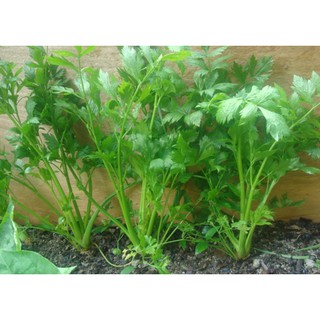 Chậu Rau Cần Tây