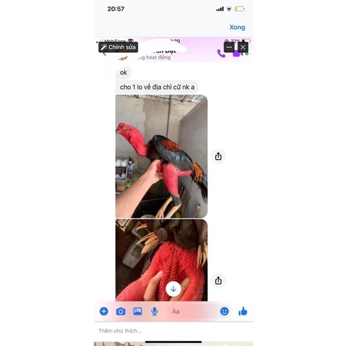 Om gà chọi nhân duyên