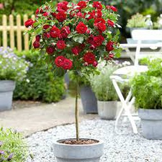 10 hồng gỗ đủ màu