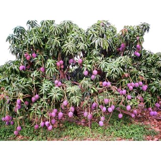 cây giống xoài tím