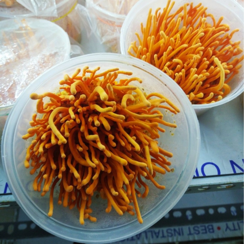 Nấm đông trùng hạ thảo khô - Đông trùng hạ thảo sấy thăng hoa