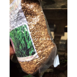 Hạt cỏ lúa mì, cỏ mèo