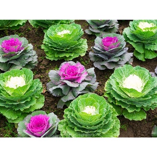 Hạt Giống Hoa Bắp Cải Mix ( Mua 3 gói tặng 1 gói )