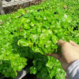 Cỏ đồng tiền (hết hàng)