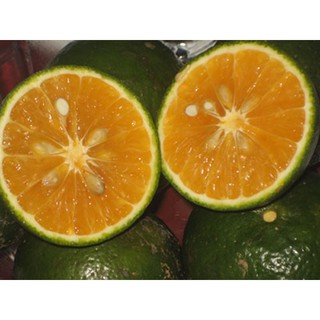 Cây giống cam sành