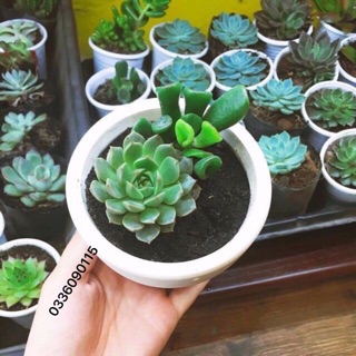 HẠT GIỐNG SEN ĐÁ MIX GÓI 20 HẠT