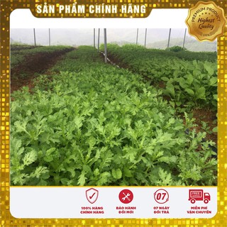 Bộ gói hạt giống Cải cúc Tẻ