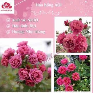 Hoa hồng Aoi - Thiếu nữ Nhật Bản trong trang phục Kimono hồng tím- Vườn Hoa Melinhrose