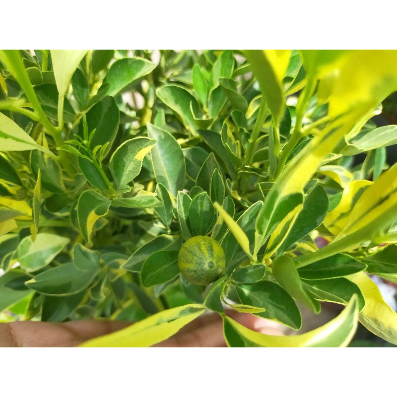 Cây tắc cẩm thạch đang trái - cây đẹp phong thủy tốt - trái ăn được - cây cao 60-70cm {hình thật} - giao hỏa tốc hcm