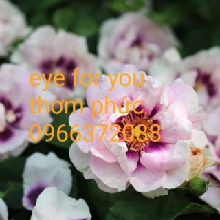 Cành chiết hồng ngoại