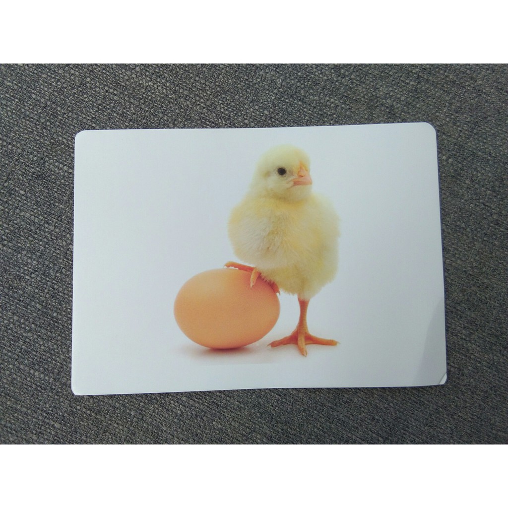 Flashcard Dạy Trẻ Theo Phương Pháp Glenn Doman - Động Vật Nuôi